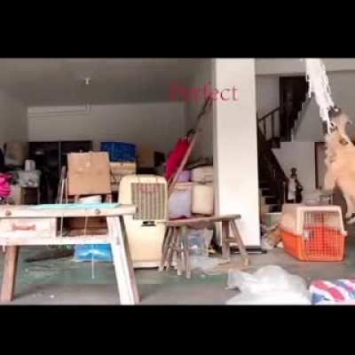 Собакены веселятся