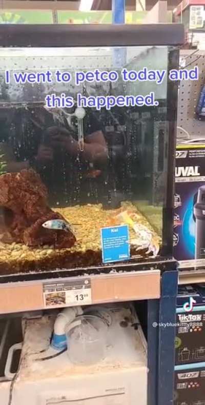 Fish go brrr