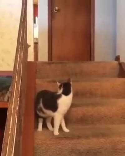 When the cat accidentally pushes the dog's turbo switch