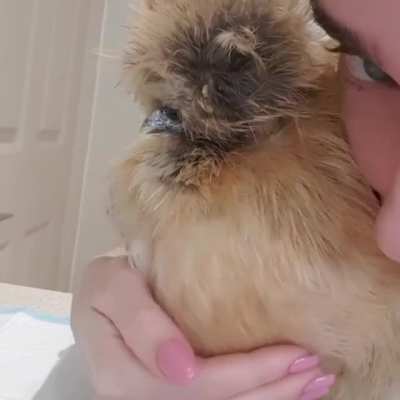 Turn on sound to hear a happy chicken purring