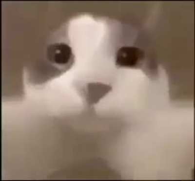 gato