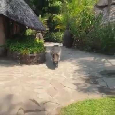Trying to pet a wild warthog