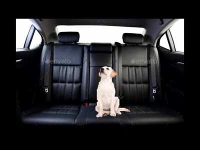 POV: It's Okay to Leave your Dog in a Hot Car but you're in the hot car with the dog