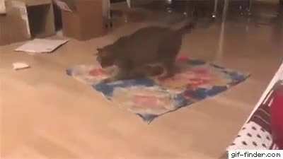 Just a cat doing cat things