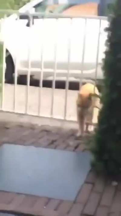 old but gold (next lvl IQ)
