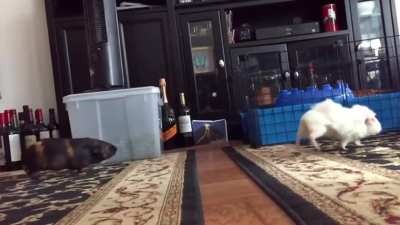 Guinea pigs hop from one carpet to another.