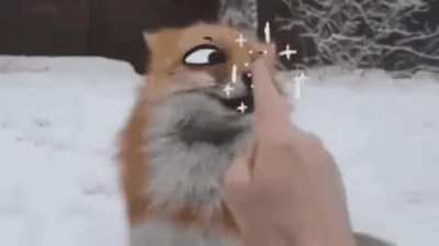 furry_irl
