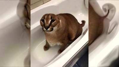 his metamorphosis begins