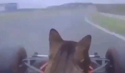 gato carro