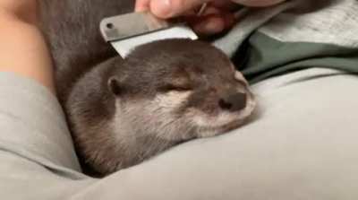 Fine, I’ll post more otters