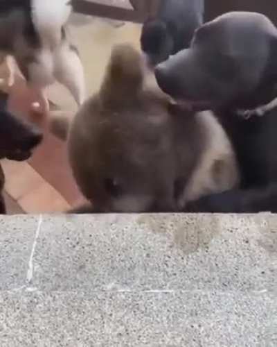 Who's gonna tell him he's not a dog