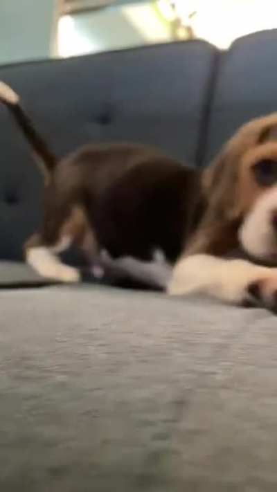 Love at first bork.