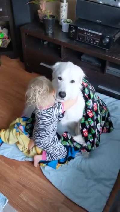 Toddler Wraps Dog With Blanket While Dog Sits Patiently...........