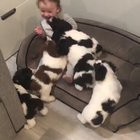 They hunt in packs