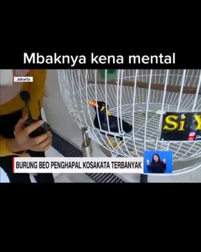 Si Yakob kebanyakan gaul sama burung gereja