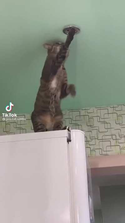 Don’t worry he has eight more lives