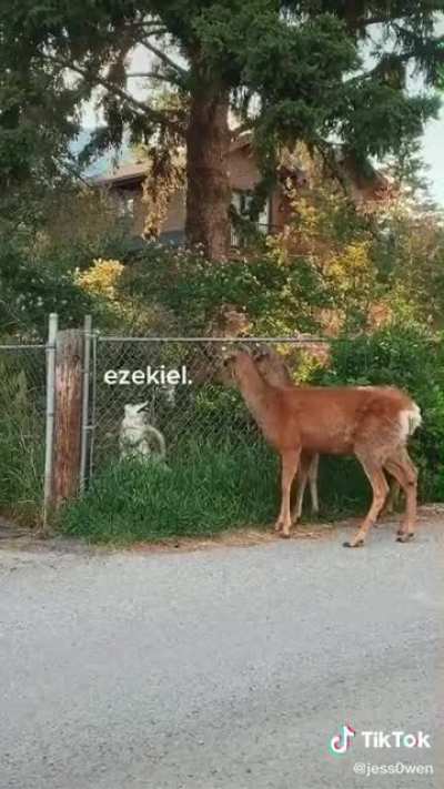 Deer