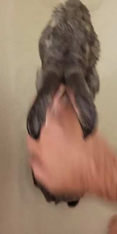 [oc] Ever see a wet rabbit?