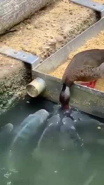 Hungry? Here...