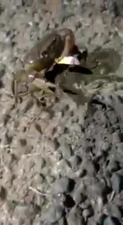 Crab smoking somewhere in India