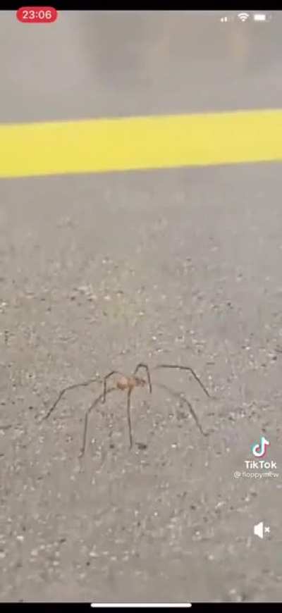 Spider bounce dance
