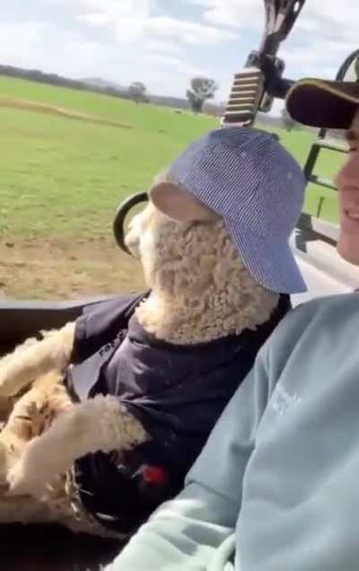 **Baah Chicka Baah Baah**