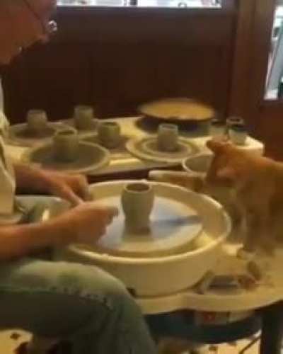 Helping paw
