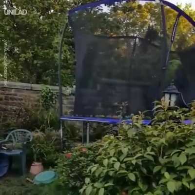 Dog really loves his new trampoline.