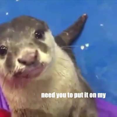Otter needs his fix