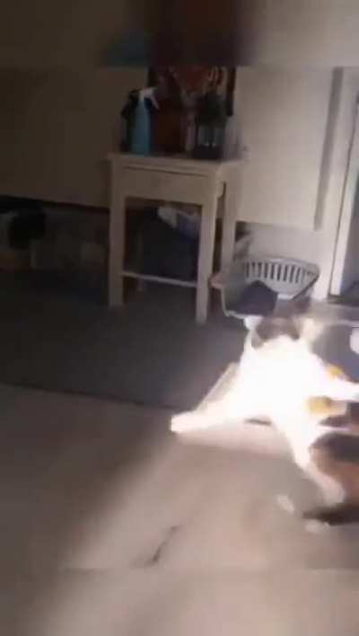 Revenge 😾
