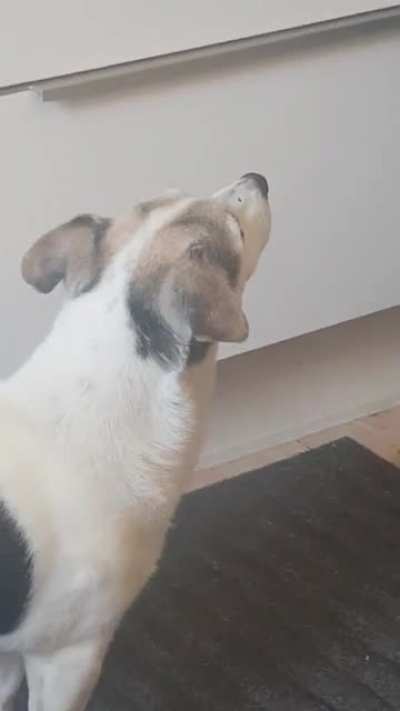 My senior dog chatters his teeth when he smells food