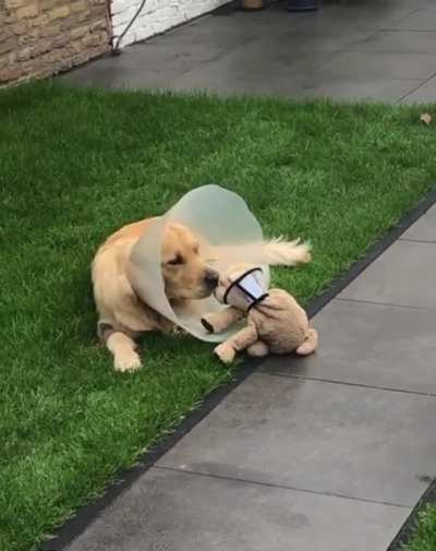 Even his best friend has a cone of shame
