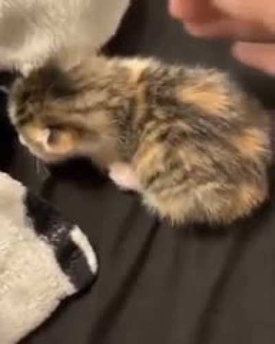 Cat screaming