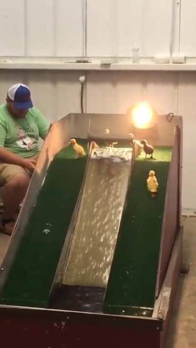 Babyenten auf einer Wasserrutsche!