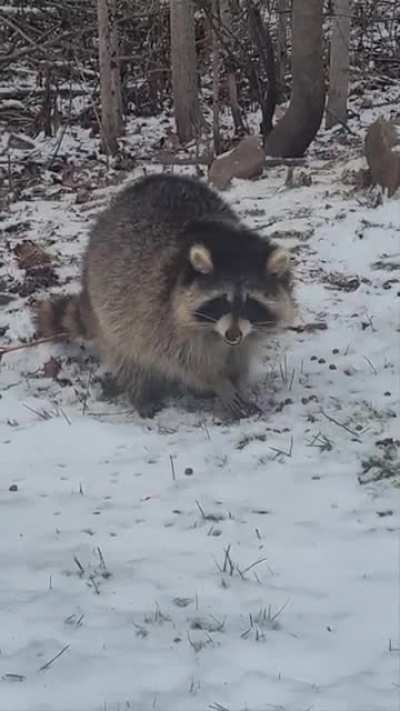 Excuse me Sir, you have some snow on your nose.