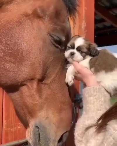 Pure Love!