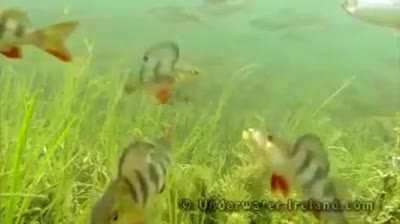 Wait...fish can scream?