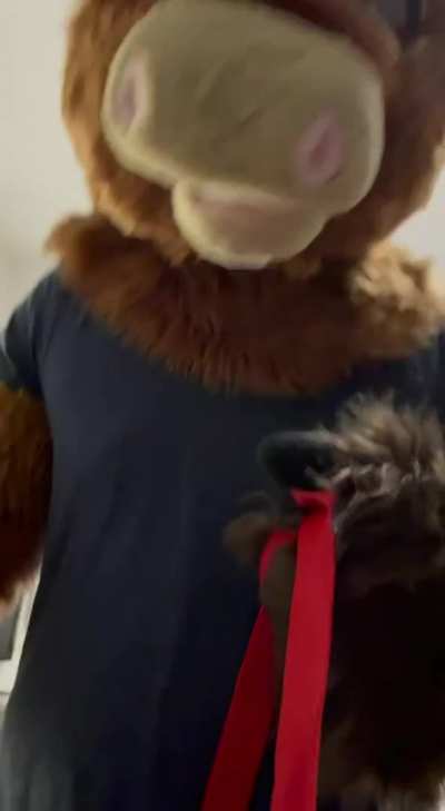 [M/M] POV: You're getting dicked down by a horny Donkey~