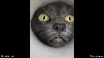 This cat putting its head down a cardboard tube