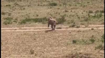 The lion king was based on this friendship