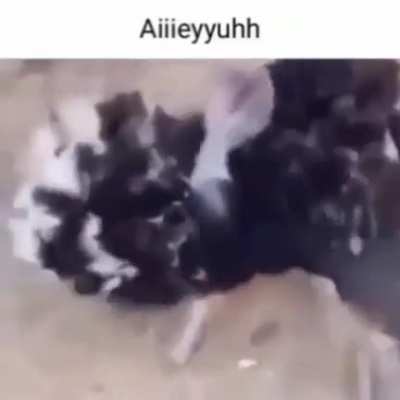 Aiiieyyuhh