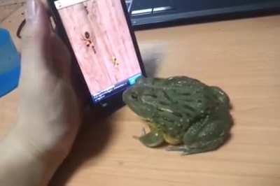 Frog playing insect crushing game