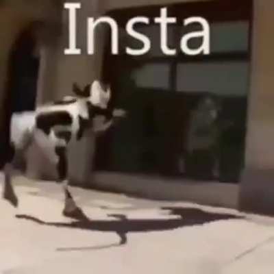 Insta