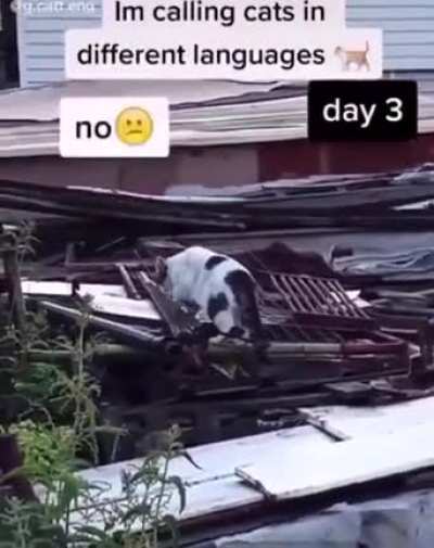 german always work