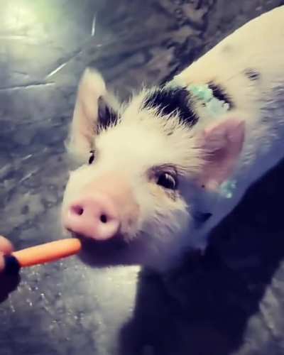 Will spin for carrots