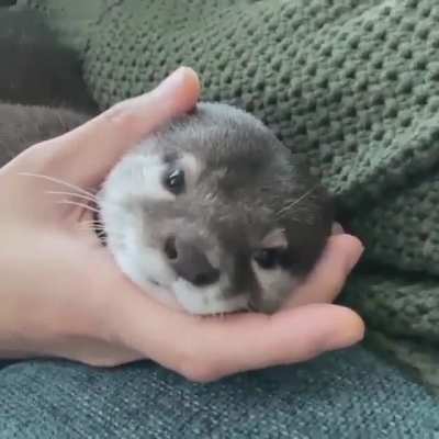 Would you cuddle this cute otter