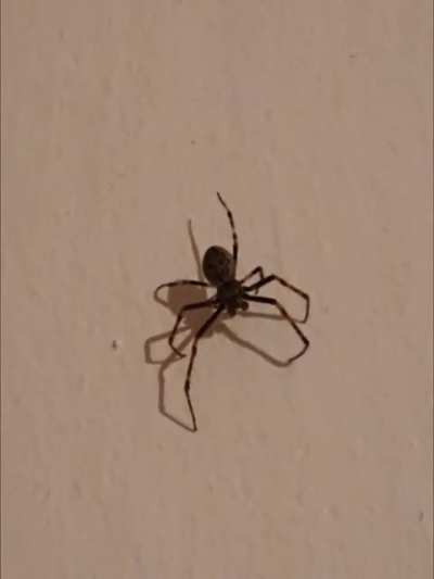 Don't blow on the spider