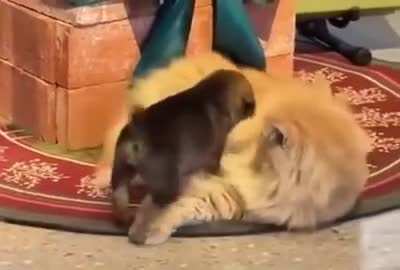 Un gato y un perrito. ¿Qué pasará?