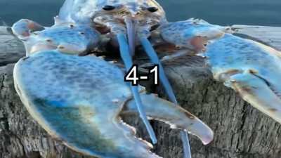 Lobster vs anime