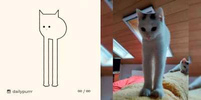 Failed animal drawings by @dailypurrr (gif)
